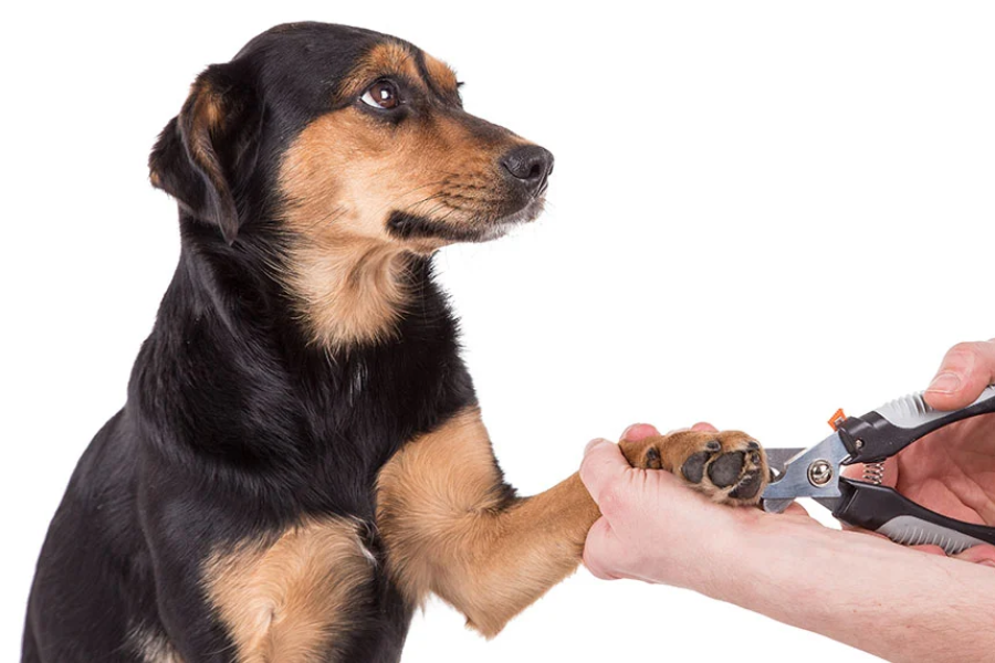 Premium Package Grooming for Dogs in Hyderabad