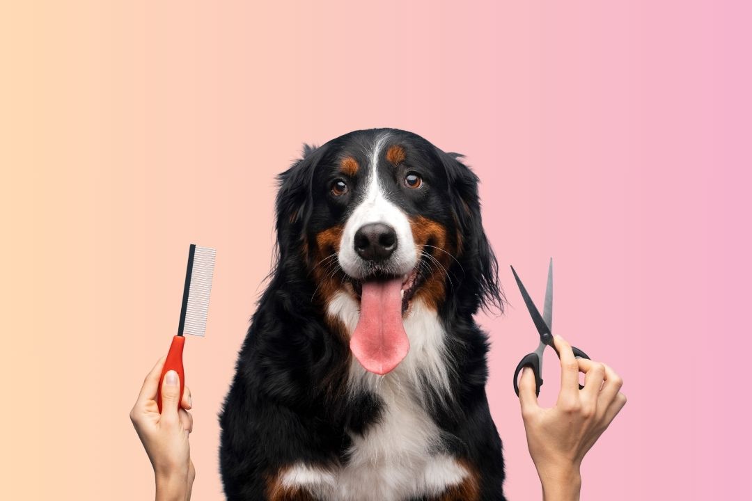 Basic Package Grooming for Dogs in Hyderabad