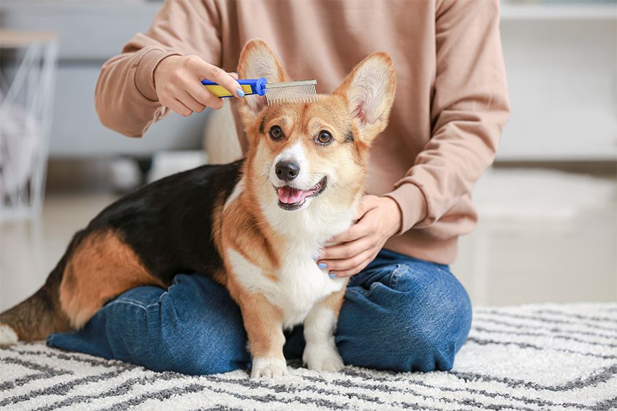 A dog being taken care of by human with a brush in his hand.