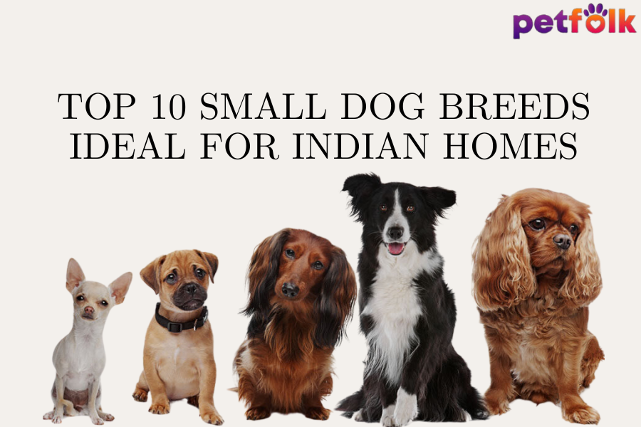 Top 10 Small Dog Breeds Ideal for Indian Homes