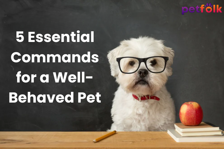 5 Essential Commands for a Well-Behaved Pet
