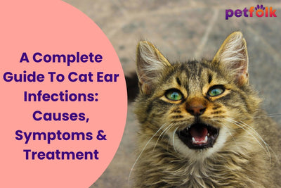 A Complete Guide To Cat Ear Infections: Causes, Symptoms & Treatment