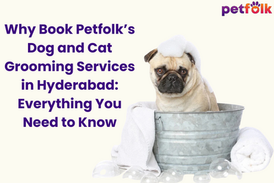 Why Book Petfolk’s Dog and Cat Grooming Services in Hyderabad: Everything You Need to Know