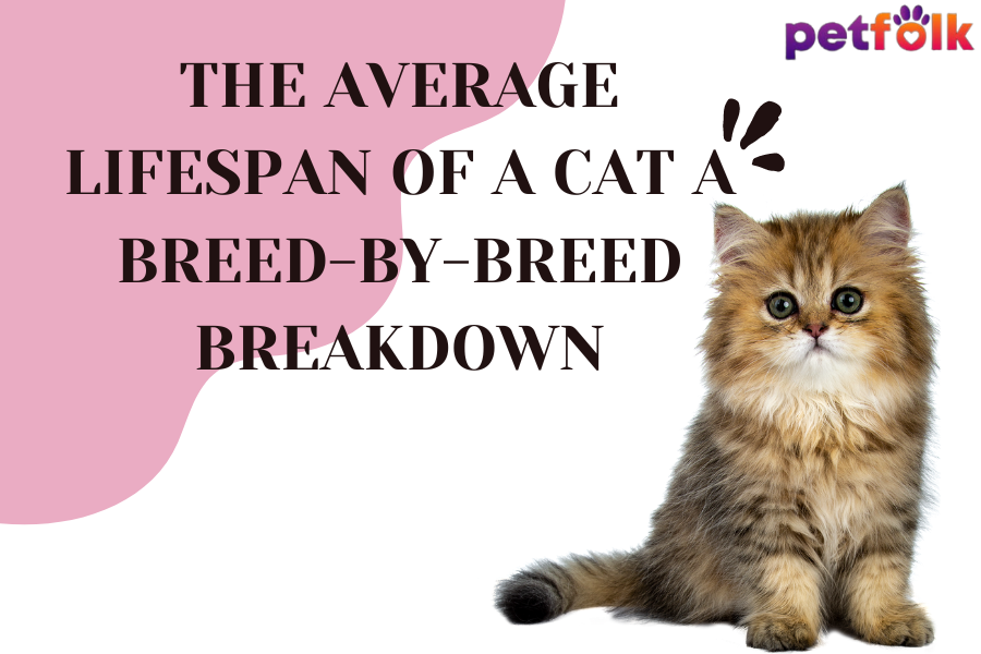 The Average Lifespan of a Cat A Breed-by-Breed Breakdown