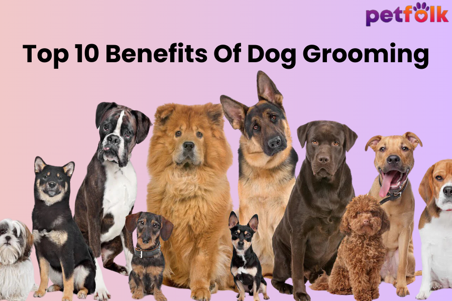 Top 10 Benefits Of Dog Grooming