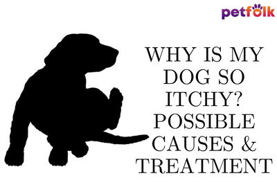 Why Is My Dog So Itchy? Possible Causes & Treatment