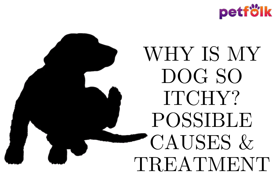 Why Is My Dog So Itchy? Possible Causes & Treatment Petfolk