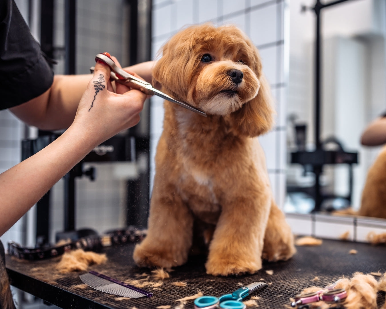 A professional groomer carefully trims the fur of an obedient reddish-brown Shih Tzu dog sitting on a grooming table surrounded by tools and fur clippings in a pet salon setting.