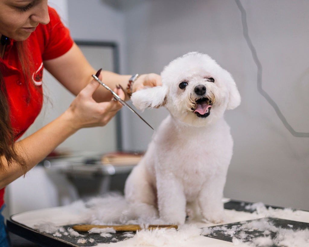 Hair Cut for Dogs in Rajahmundry