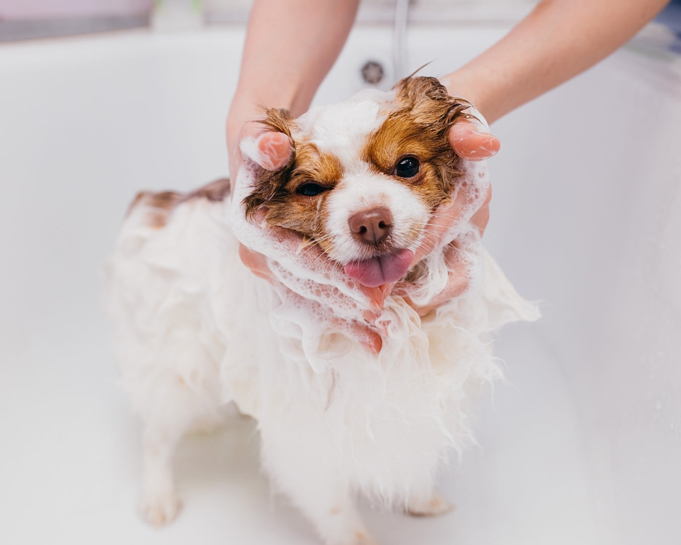 A cheerful small mixed-breed dog with fur slicked back from grooming is being held by caring human hands, looking directly at the camera with bright eyes and an adorable smile.