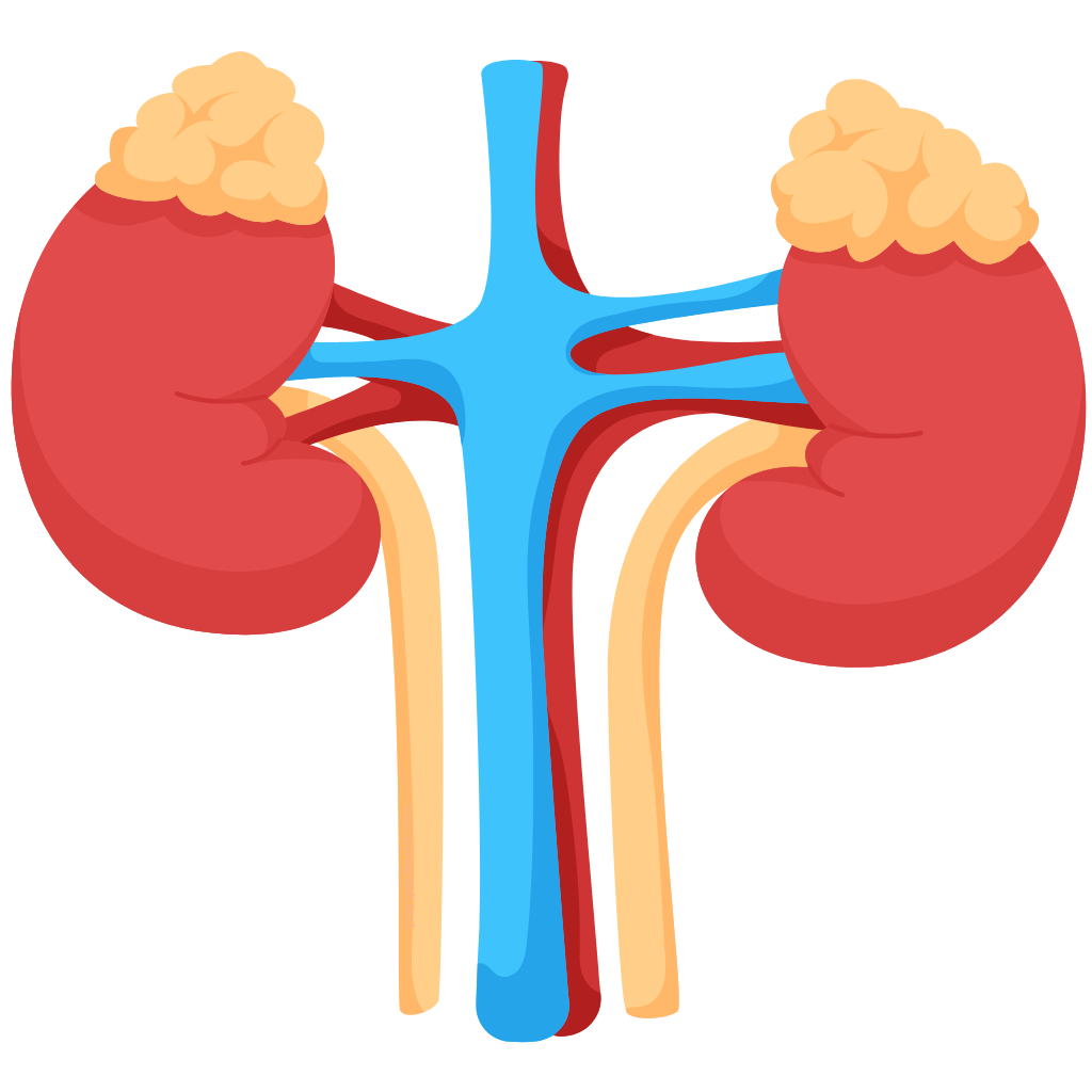 A simplified vector illustration of the human kidney anatomy, showing the two bean-shaped reddish-brown renal organs connected by the blue ureter tube and yellowish arteries or vessels, representing the urinary system. 