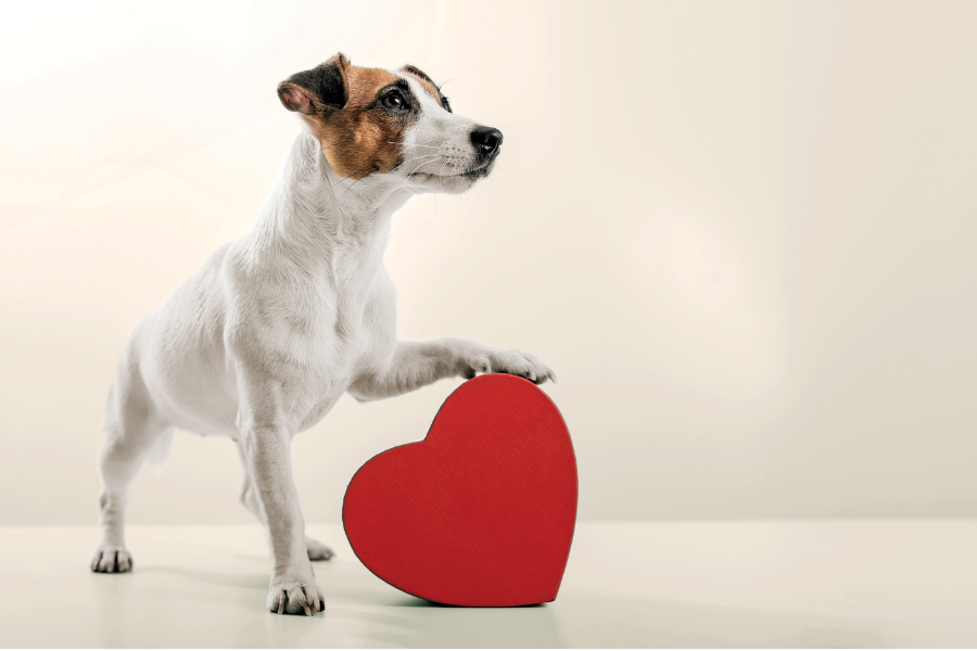 Puppy Package - Grooming for Dogs (Puppies) in Hyderabad