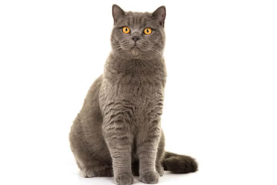 Meow Basic Package - Grooming for Cats in Hyderabad