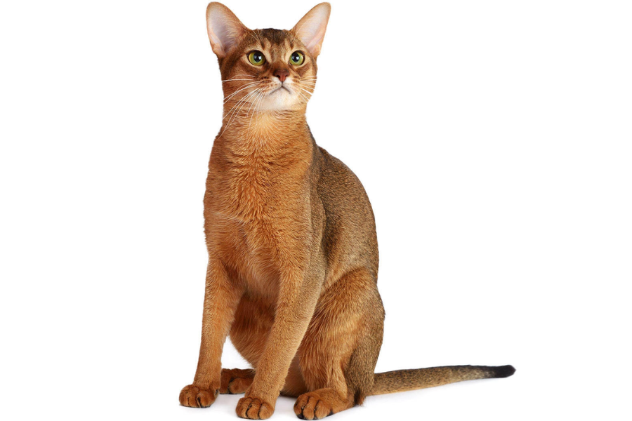 Kitten Package - Grooming for Cats (Kittens) in Hyderabad