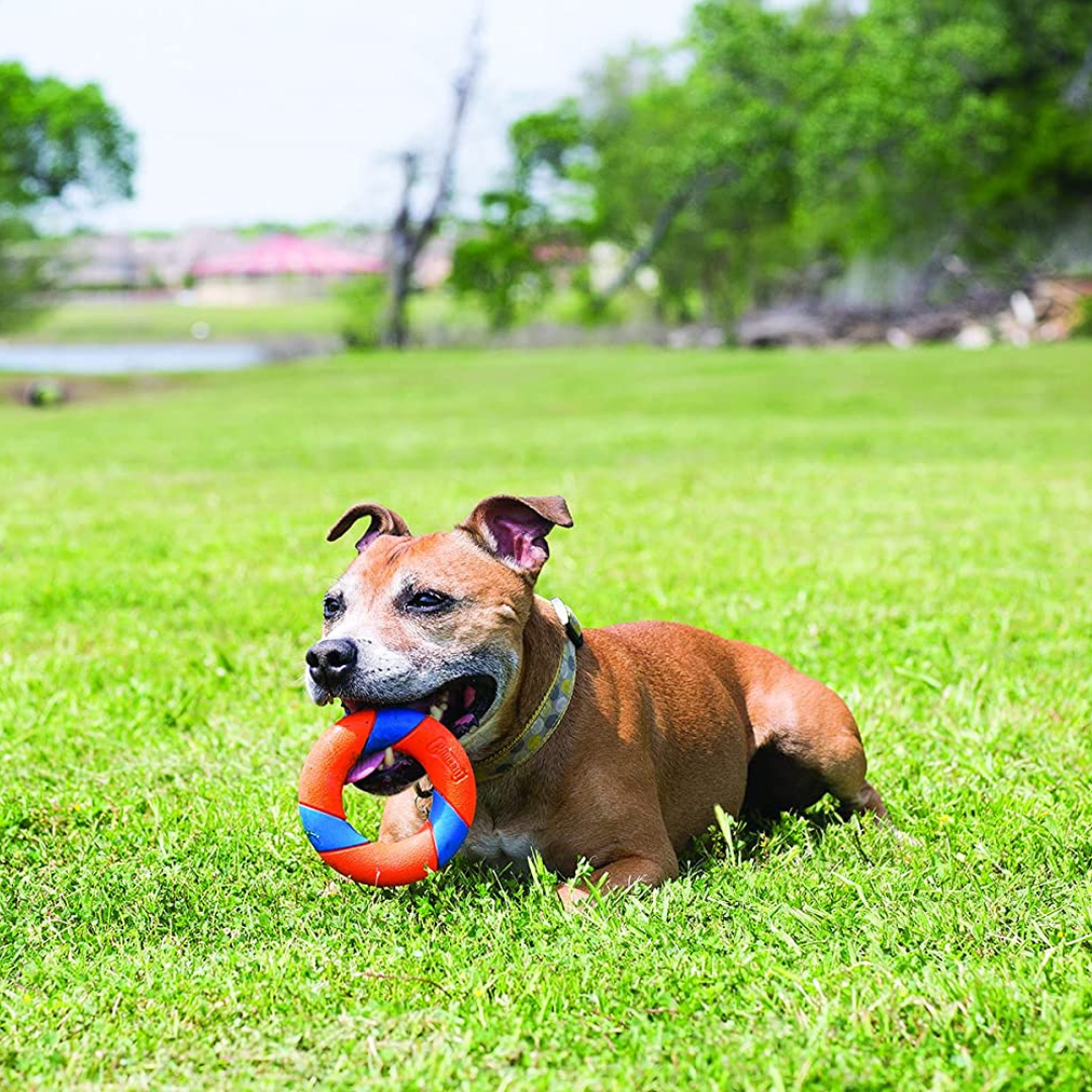 Chuckit Ultra Ring Fetch Toy For Dogs Chuckit