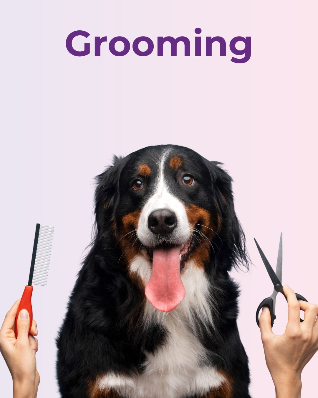  A fluffy Bernese Mountain Dog with its tongue out sits happily between a pair of hands holding grooming tools - a comb on the left and scissors on the right. The background is a gradient of light purple and pink with the word "Grooming" in bold purple text at the top, highlighting pet grooming services.