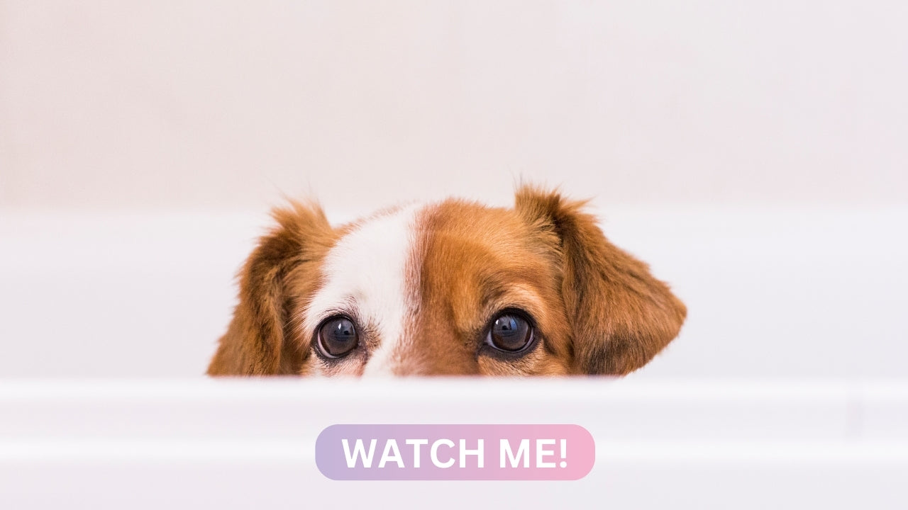 A small brown and white dog peeks over the edge of a bathtub with only its eyes and ears visible, conveying a cute and curious expression. Below the image, a button with the text "Watch Me!" is displayed in a gradient of purple and pink, suggesting a video or tutorial related to dog bathing or grooming.