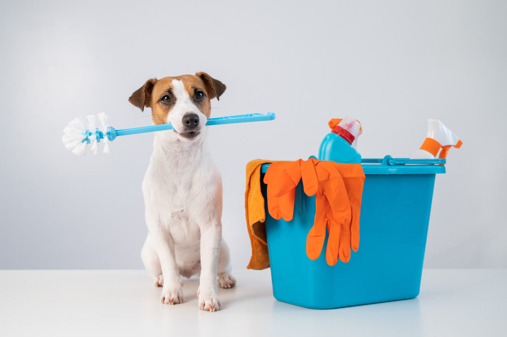 Puppy Package - Grooming for Dogs (Puppies) in Hyderabad