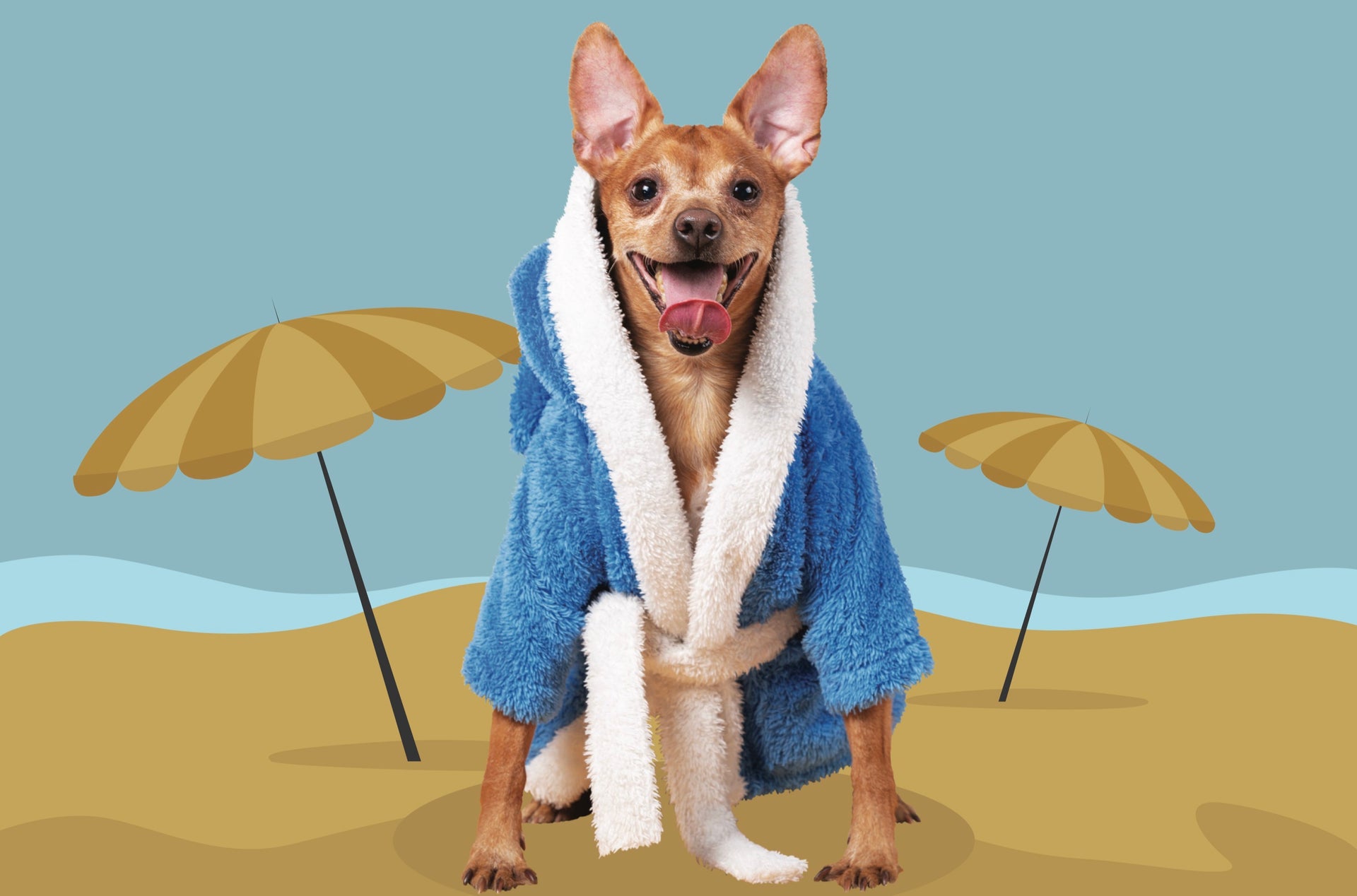 Sea View Spa Retreat Grooming for Pets in Mumbai Small Pets Dog