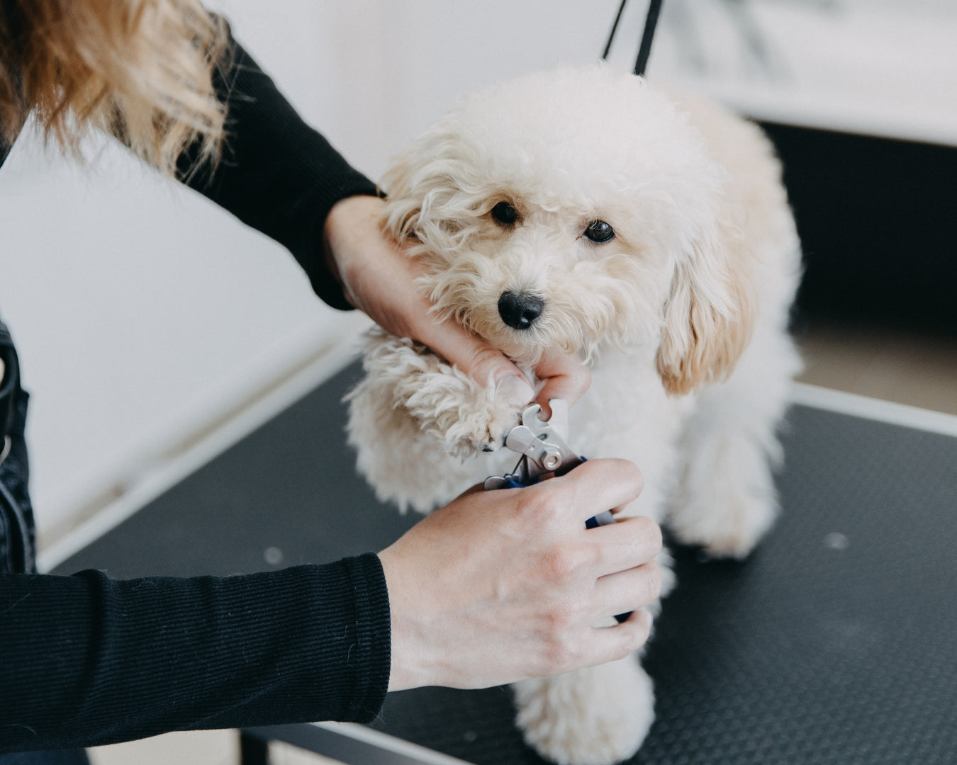  A gentle groomer's hands groom the face and head of a sweet-faced white Bichon Frise dog with gentle eyes, holding it securely during the grooming process in a salon.