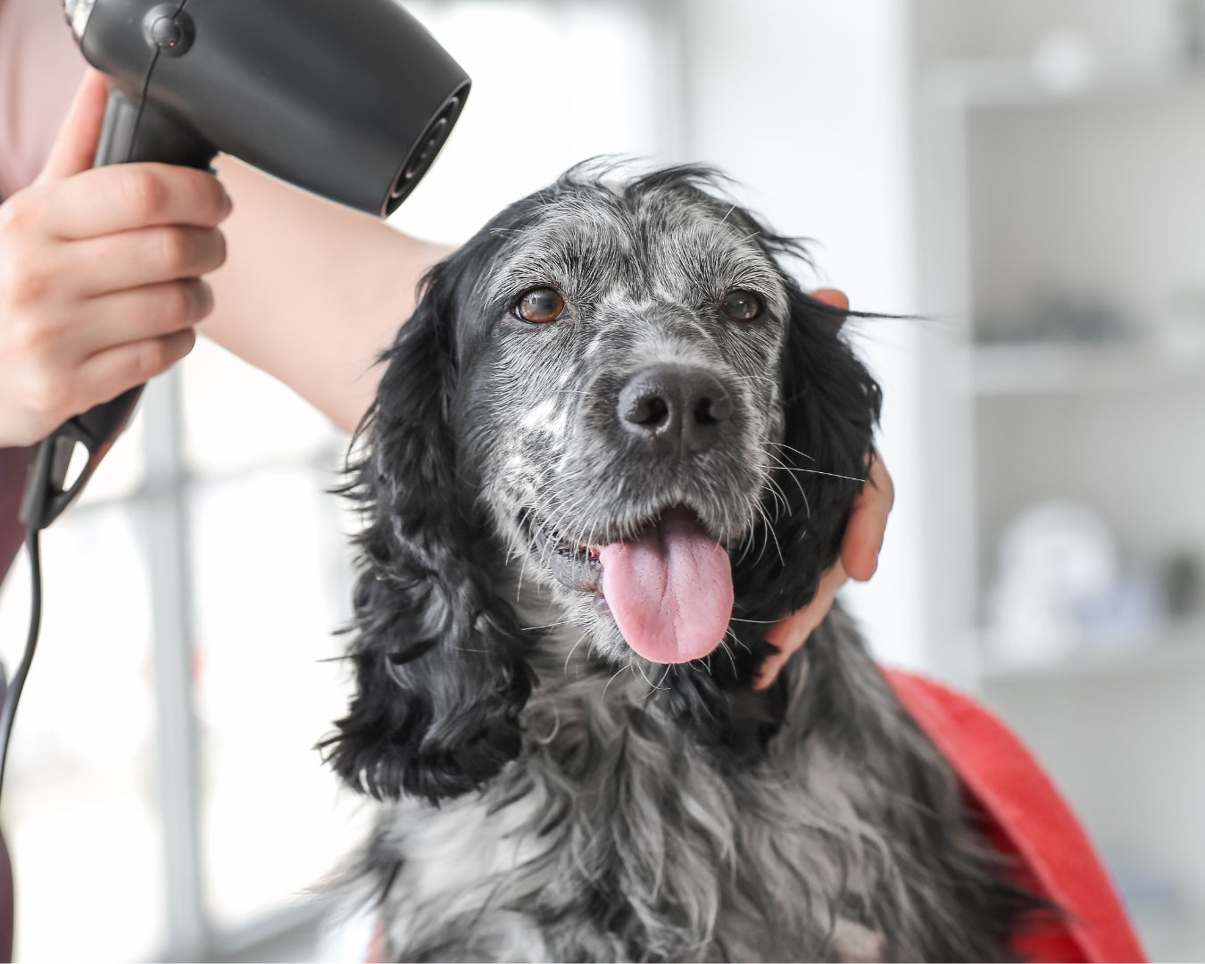 A scruffy black and gray mixed-breed dog with a cheerful, panting expression gets its long, shaggy fur dried and styled by a groomer using a powerful blower, wearing a red grooming noose around its neck.