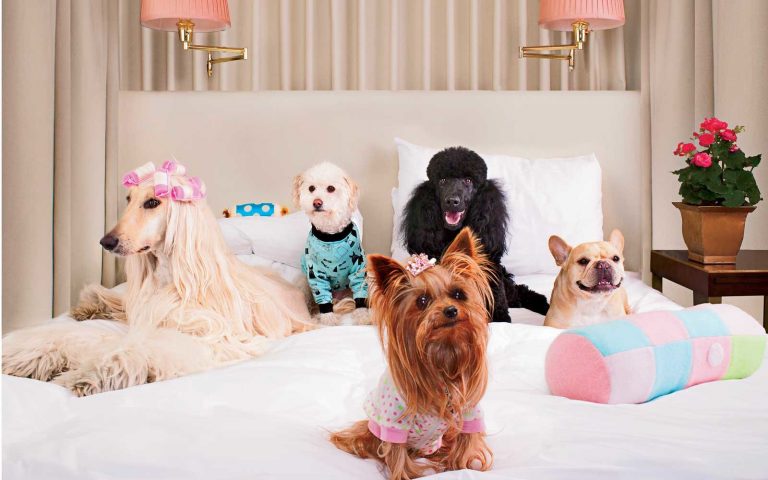 A group of five pampered dogs of different breeds sitting on a luxurious hotel bed. The dogs, including a long-haired Afghan Hound with pink curlers, a Maltese in pajamas, a black Poodle, a French Bulldog, and a Yorkshire Terrier in a pink outfit, are surrounded by plush pillows and cozy blankets in a well-decorated room with elegant lighting and a flower pot on the bedside table.